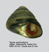 Tegula xanthostigma